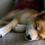 Perros más longevos esperanza de vida