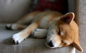 Perros más longevos esperanza de vida