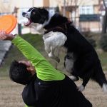 Trickdogging en perros