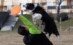 Trickdogging en perros