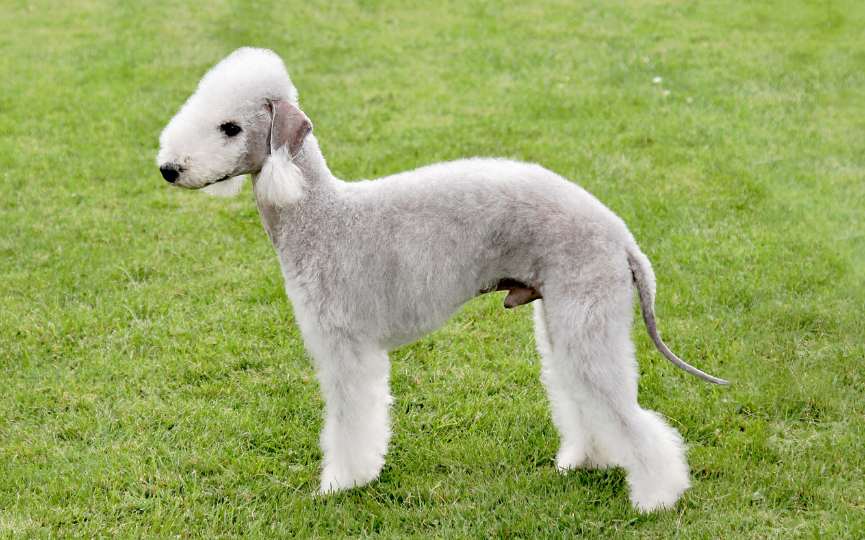 BEDLINGTONG TERRIER