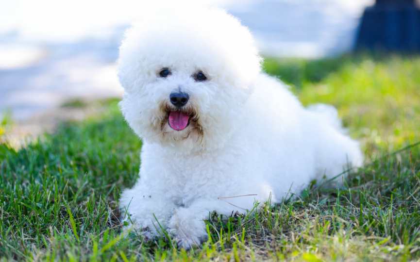 BICHÓN FRISÉ una raza de perro de pelo rizado