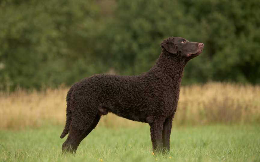 CURLY-COATED RETRIEVER una de las razas de perros de pelo rizado