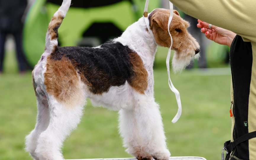 PERRO FOX TERRIER