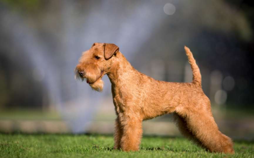 LAKELAND Y AIREDALE TERRIER - perros de pelo rizado