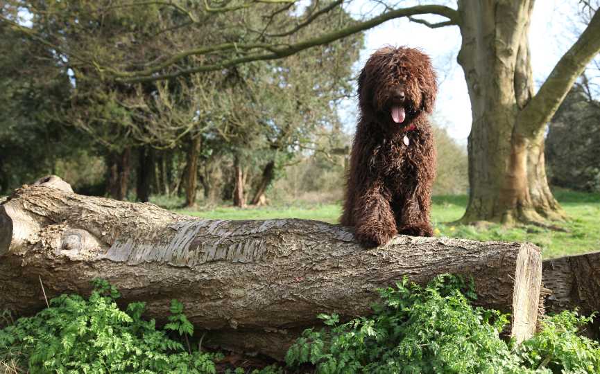 perros de pelo rizado - perro de aguas