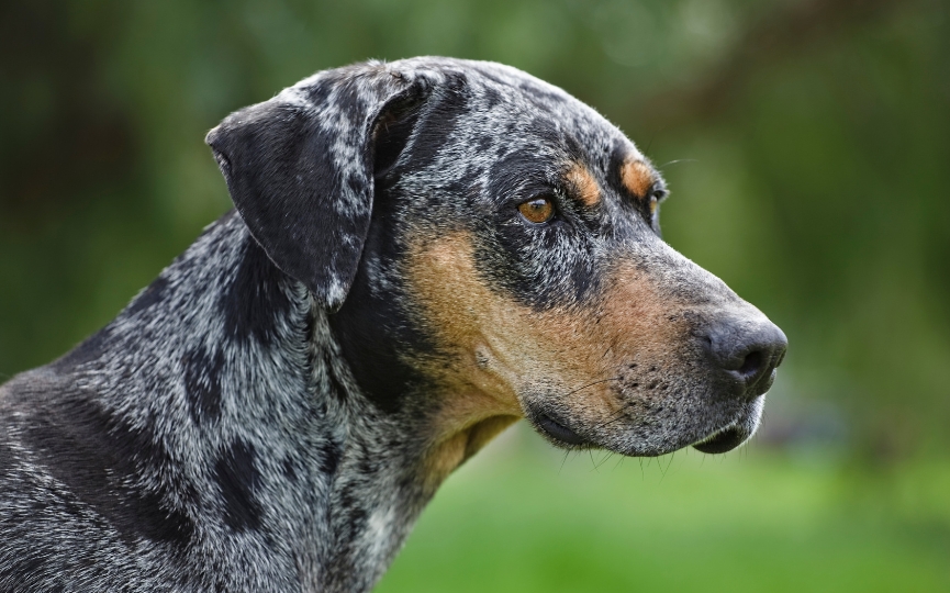 catahoula dog