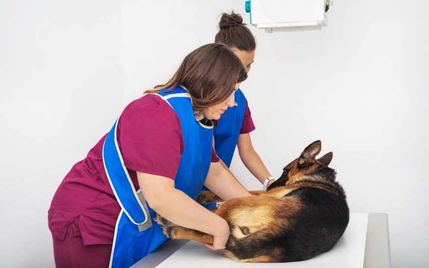 enfermedad ibd perros
