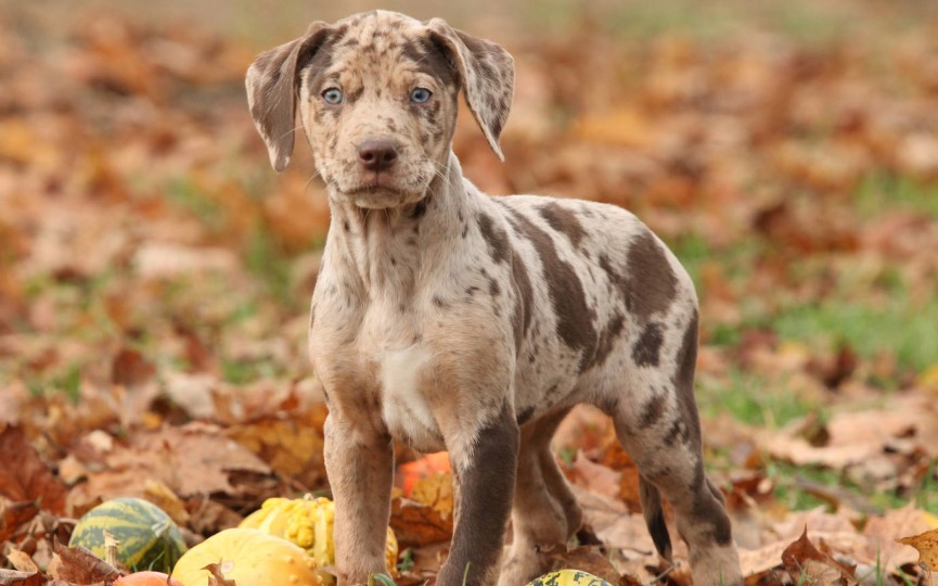 Leopardo de Catahoula cachorro