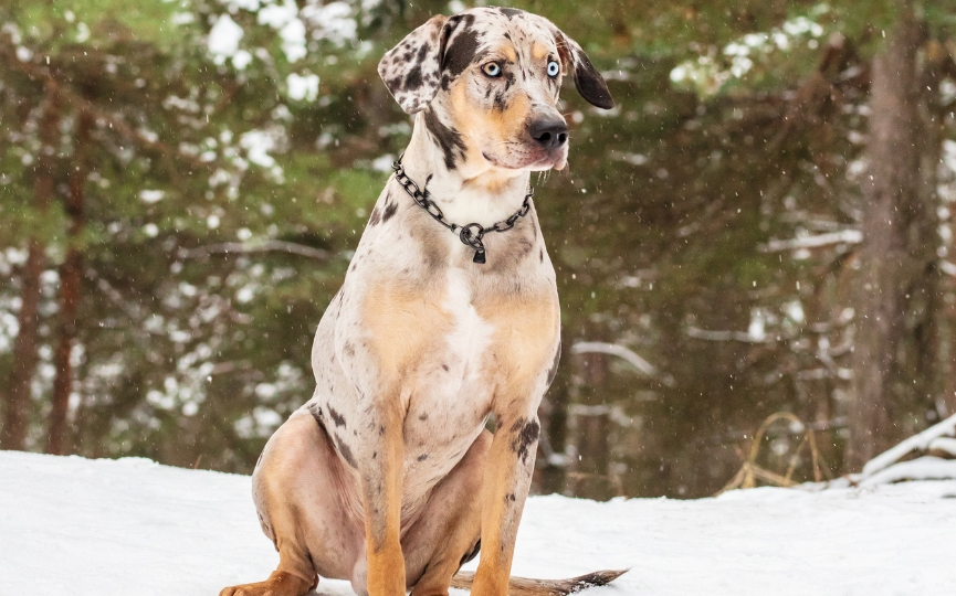 Leopardo de Catahoula