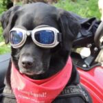 Motoperros de Bogotá