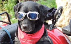 Motoperros de Bogotá