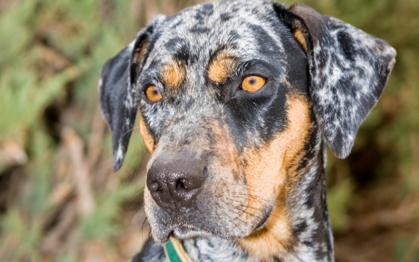 Perro leopardo de Catahoula