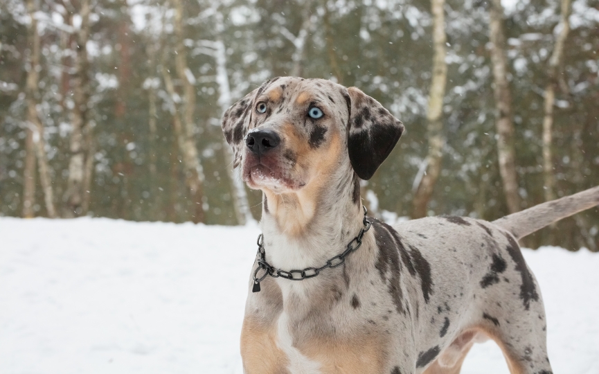 Raza Leopardo de Catahoula