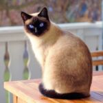 Toxoplasmosis en un gato