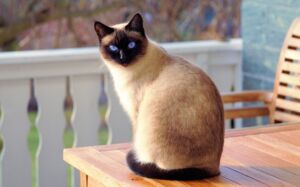Toxoplasmosis en un gato