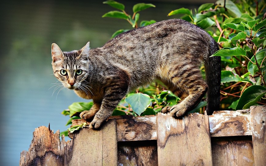 Toxoplasmosis en gatos
