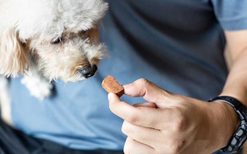 alimentación de un perro