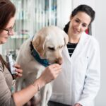 alimentos para perros