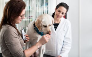 alimentos para perros