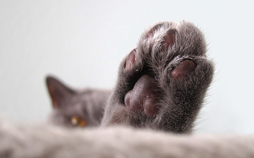 almohadilla de un gato