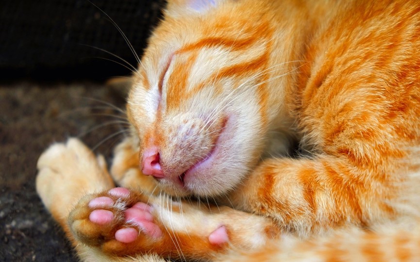 almohadillas de los gatos