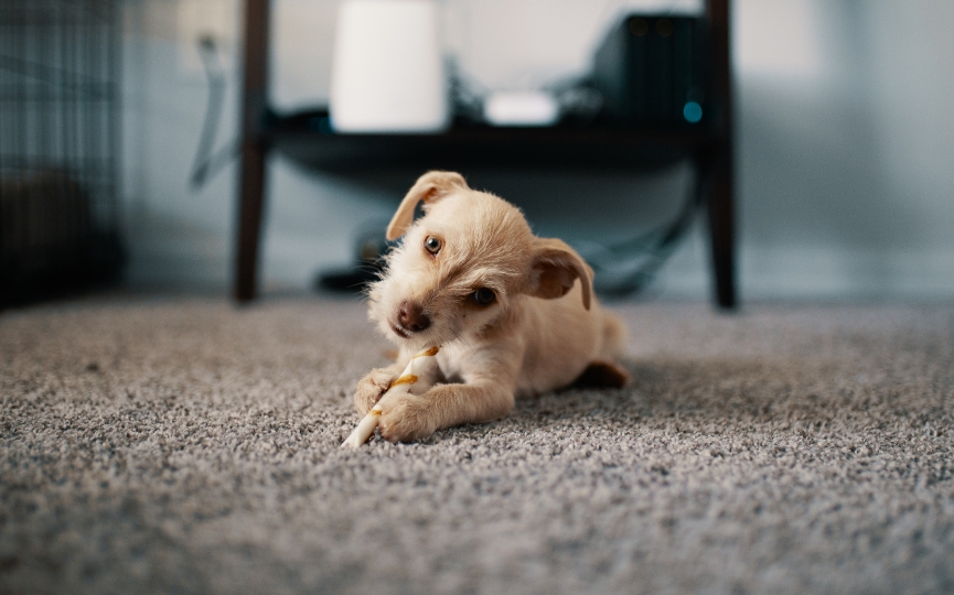 cachorro nadador