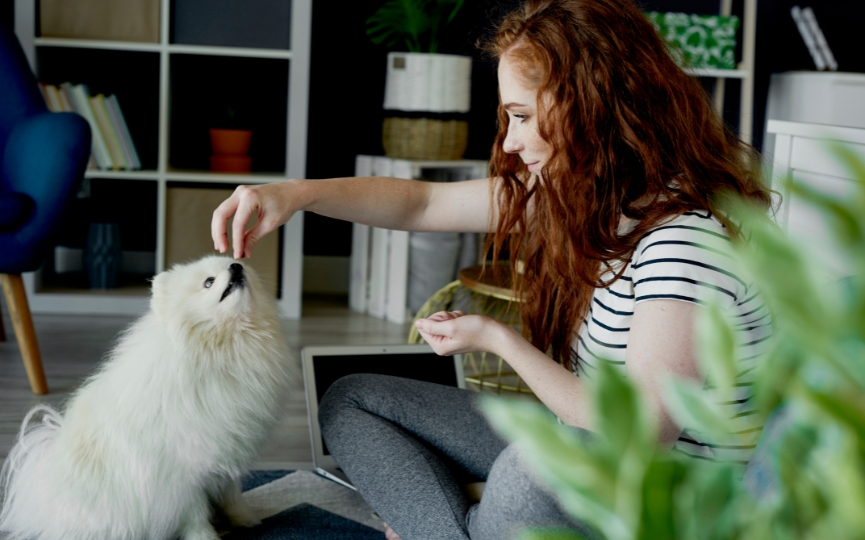 consejos para alimentar a un perro