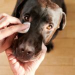 limpiar ojos perros