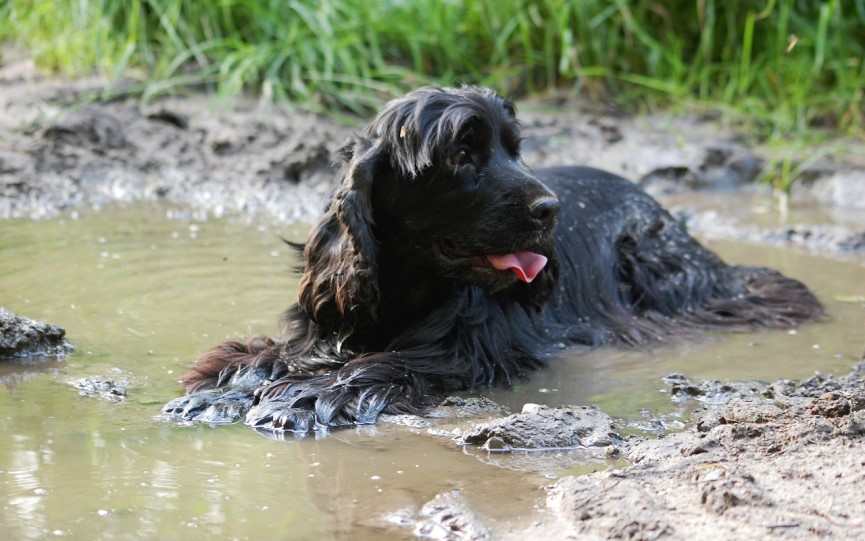 Perro en charco contagio leptospirosis