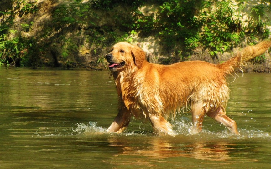 perros en charcos contagio Leptospirosis