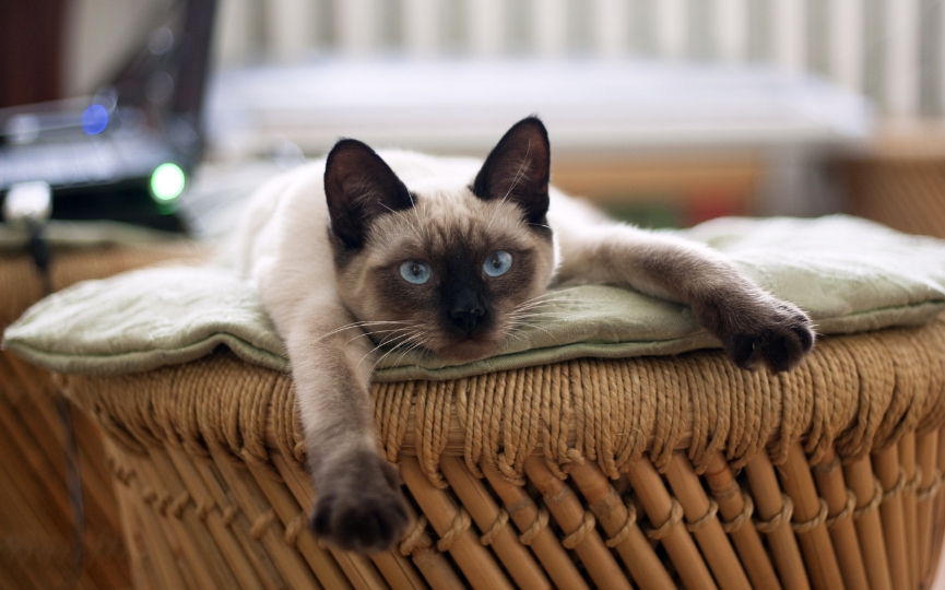 pododermatitis en gato