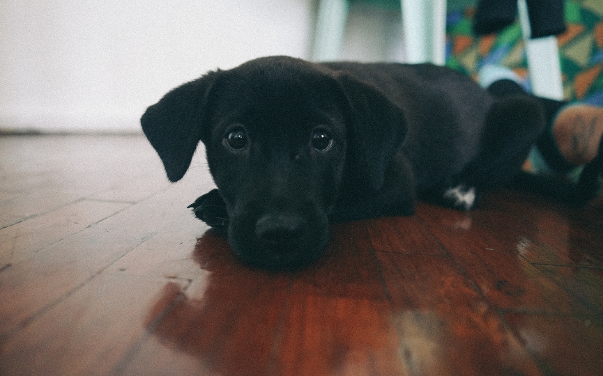 Síndrome del cachorro nadador