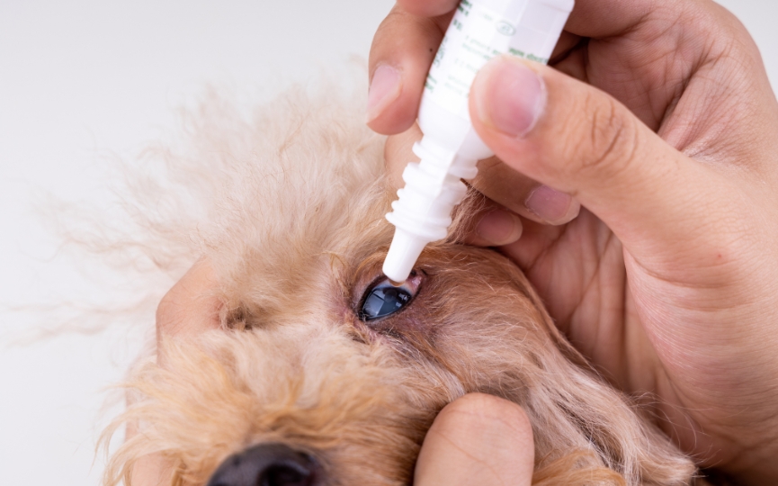 suero ojos perro