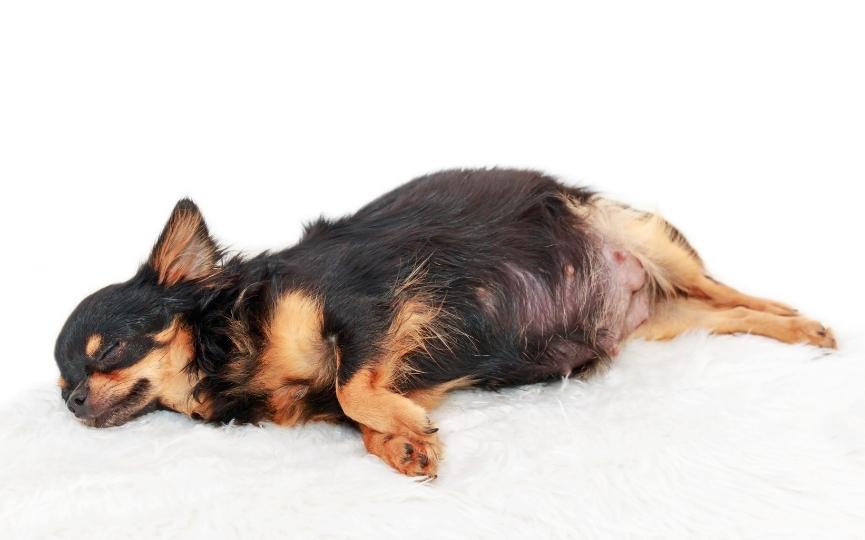 aborto espontáneo de perro