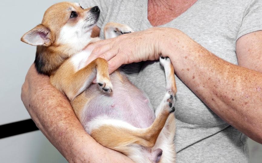 aborto de perro