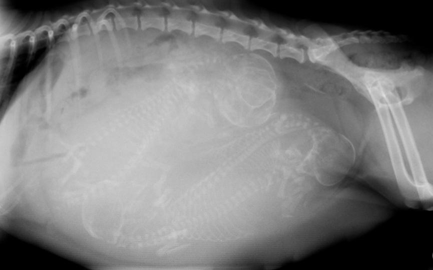 radiografía para prevenir aborto de perros