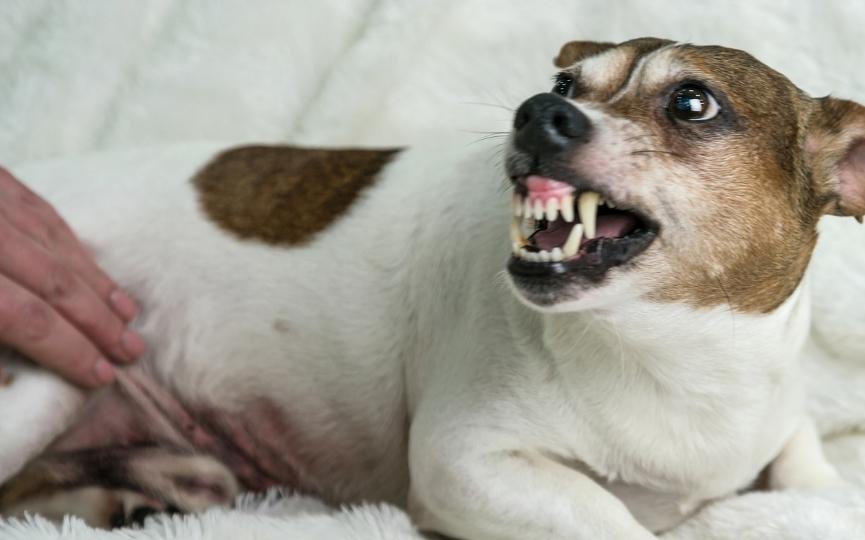 abortos espontáneos en perros