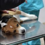 Disfunción eréctil perro