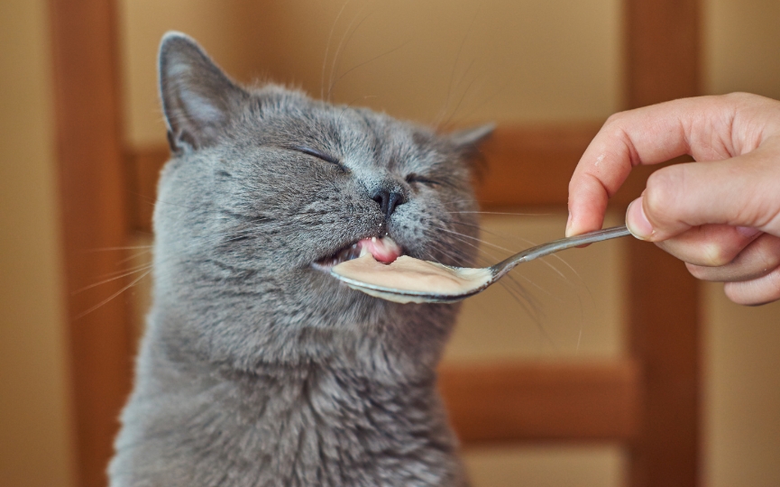 gatos comida invierno