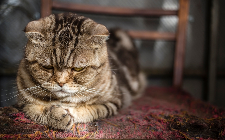 escala grimace gato