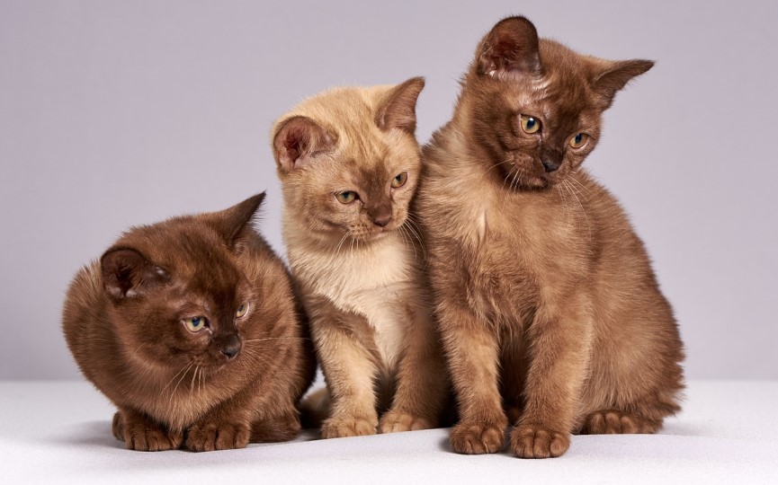 Medir escala Grimace gatos