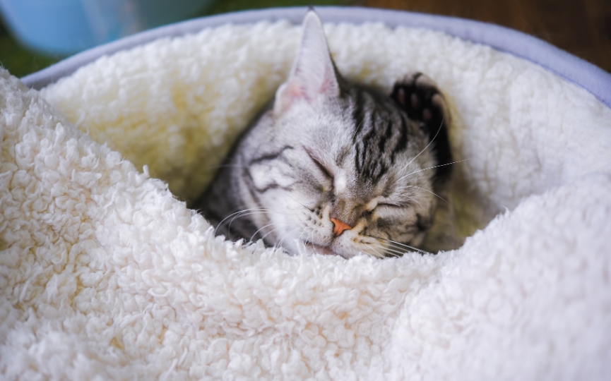 cuidar gato invierno