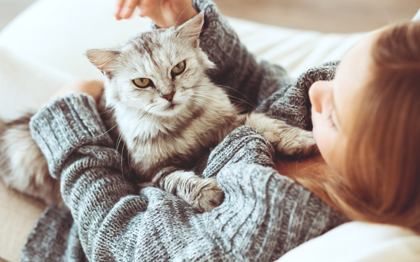 gatos en invierno