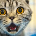 reflejo flehmen en animales