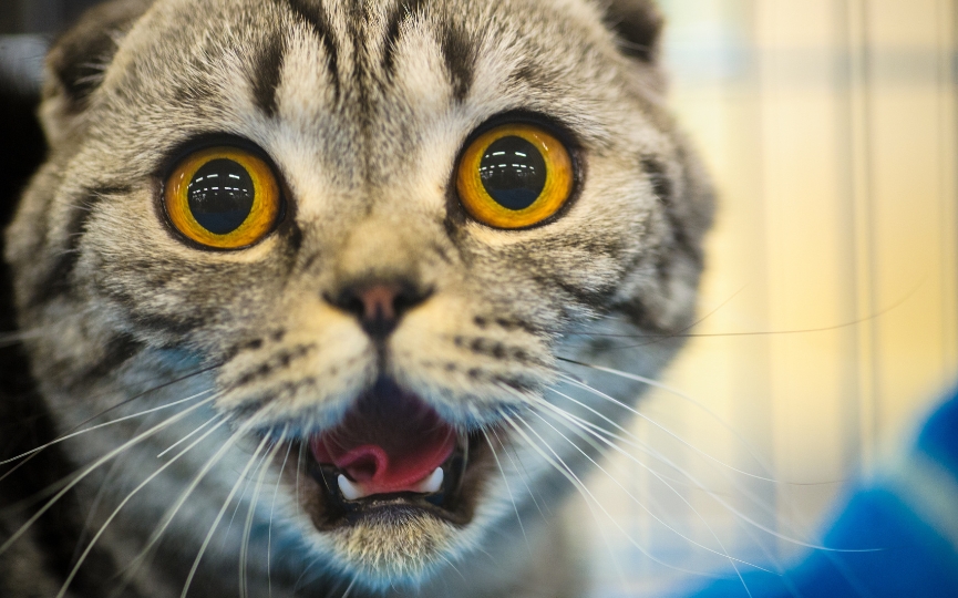 reflejo flehmen en animales