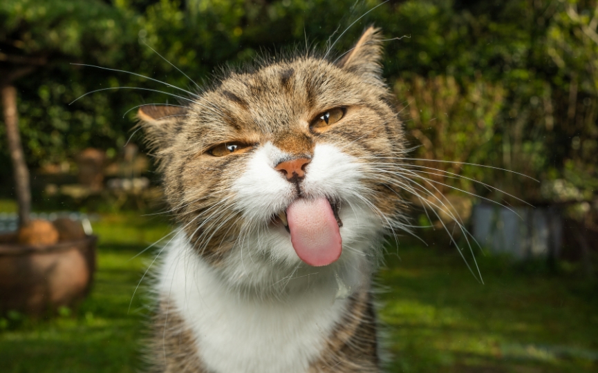 Reflejo de flehmen en un gato