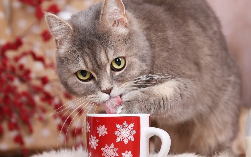 problemas digestivos perros gatos
