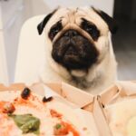 problemas digestivos perro