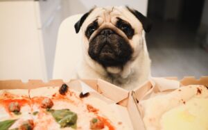 problemas digestivos perro